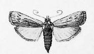 Hypsipyla robusta